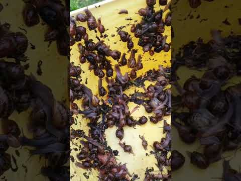 How To Control Snails In Your Garden Naturally #garden #organicgarden #kitchengarden #gardening #eco