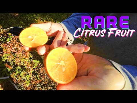 US-119 🍊Trifoliate Hybrid CITRUS Taste Like ORANGE Candy 🍭 - Citrumelo X Succari Sweet Orange 💪🍊