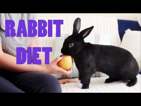 , title : 'What Can Rabbits Eat? | Lennon's Diet'