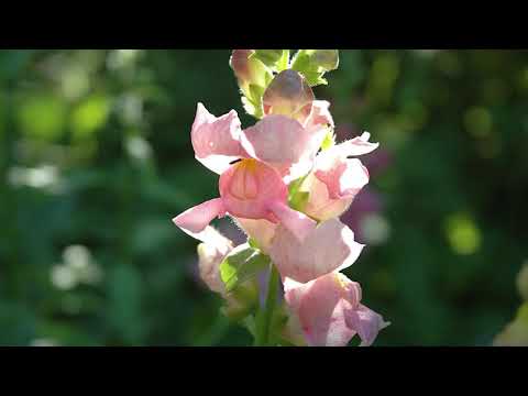 DANIEL SI EMANUELA HIRTIE -  Esti bogat cand strangi in cer