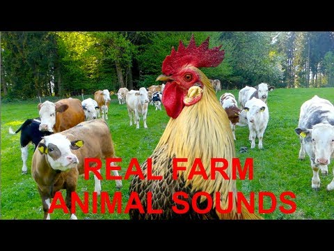 REAL FARM ANIMAL SOUNDS, for children and parents - WITHOUT MUSIC -  rooster crowing for kids