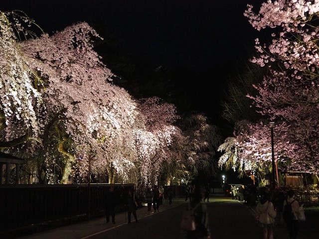 2026年【角館の桜】開花状況　4月15日夜ライトアップ・16日