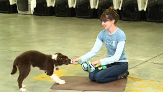 Mental Enrichment With Toys and Games | Teacher's Pet With Victoria Stilwell