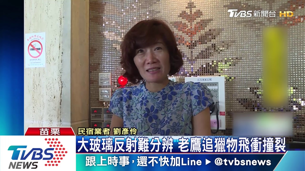 大玻璃反射難分辨 老鷹追獵物飛衝撞裂