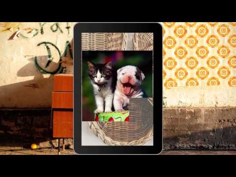 Cats And Dogs Games Video