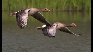 Kuhu Kuhu Bole Koyaliya Cover Version