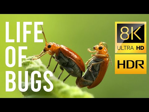 LIFE OF BUGS 8K ULTRA HD   SUPER MACRO   8k HDR Dolby Vision  I Screensaver