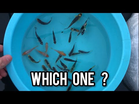 How to select koi fry?