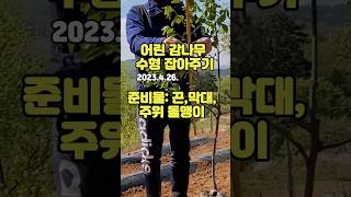 Download lagu 3년차 대봉감나무 수형잡아주기 #shorts mp3