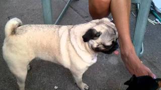 gene simmons dog,,look at this,,