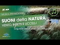 Rumore Del Vento Suono Del Vento Insetti E Uccelli Natura Per Meditare Rilassarsi Dormire