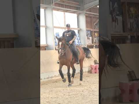 Basti und die Pferde - Die Pferdige Daily Soap Part