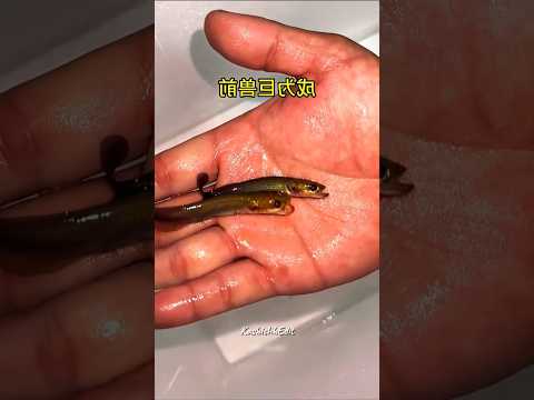 Electric Eel vs Deadly Fish 💀 #fishingvideo #eelfishing #animalvideos