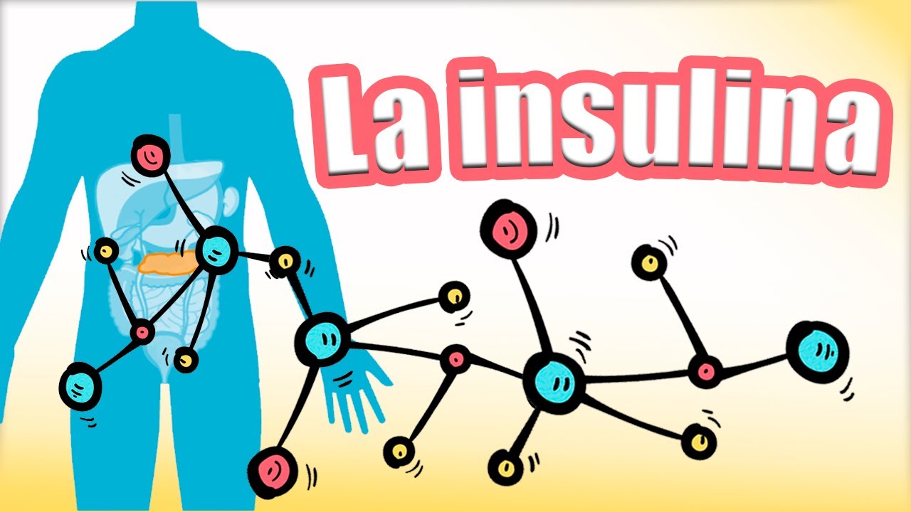 🔴🔴 LA INSULINA: síntesis y secreción. El receptor de insulina. Funciones de la insulina | Fisiología
