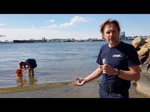 Hjälp forskarna att hitta invasiva krabbor