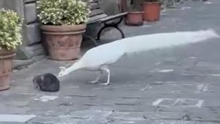 Il pavone Nino che ha "deciso" di vivere in un paese dell'Amiata