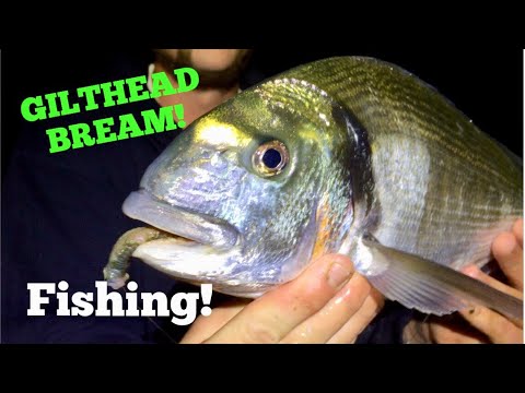 download lagu mp3 mp4 Gilt Head Bream, download lagu Gilt Head Bream gratis, unduh video klip Gilt Head Bream