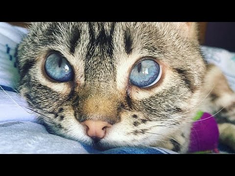 Meet Roo, The Kitten With Mucopolysaccharidosis Who Went From Being Neglected To Surrounded By Love!