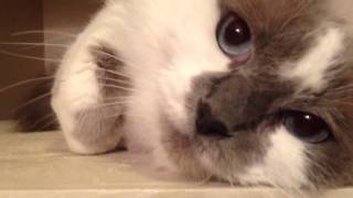 Angry Pissed Off Cat