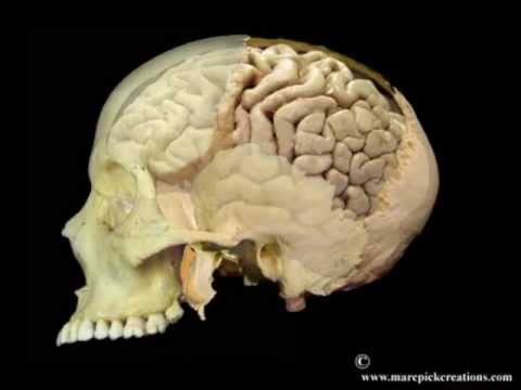 Osseous Brain CRI movie