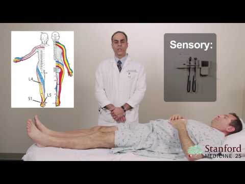 Approach to Low Back Pain Physical Exam - Stanford Medicine 25