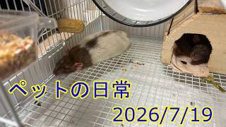 ペットの日常 20260719