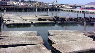 🔴Pier 39 - San Francisco, California - Live Cam live webcam