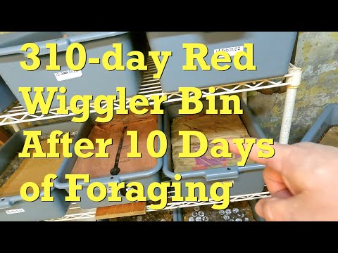 Harvest readiness assessment of 310-day red wiggler worm bin - vermicompost