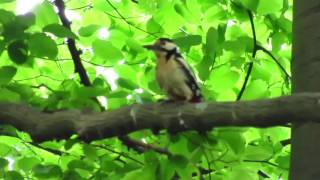 Dzięcioł - rodzic i dziecko