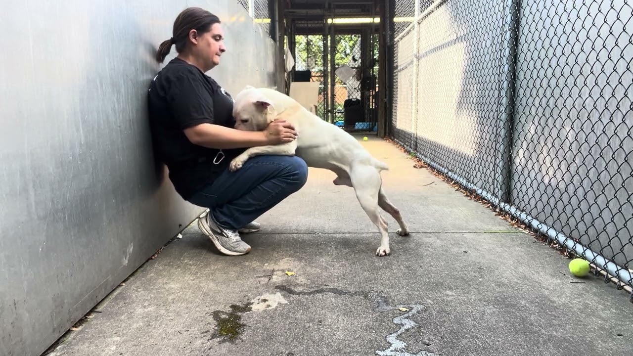Enlarge Wilcox, a ADOPTABLE Pit Bull Terrier in Chicago, IL video 5/5
