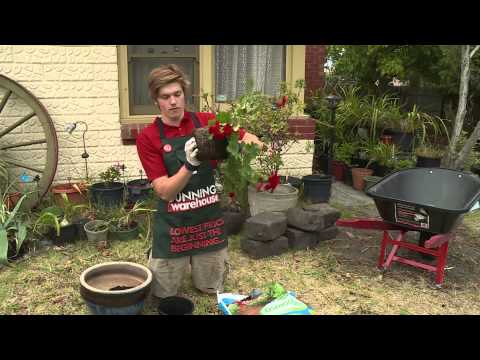 How To Repot A Plant - DIY At Bunnings