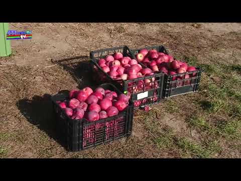 Jurnal MUSCEL TV 09.11.2021 Institutul Mărăcineni – clienții își culeg singuri merele