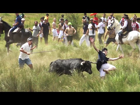 Toros Bravos La Saca 2022 SORIA