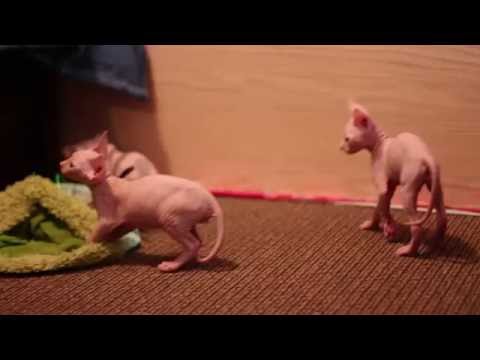 Colby's Nursery: 7 Week Sphynx Kittens Playing