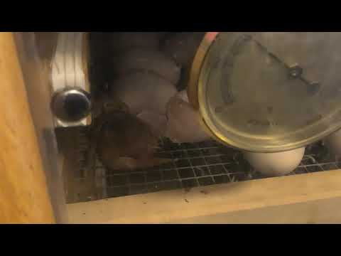 Kükenprojekt - Das große Schlüpfen beginnt -  Kita Ehrsen