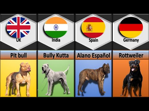 Dog Breed From Different Countries
