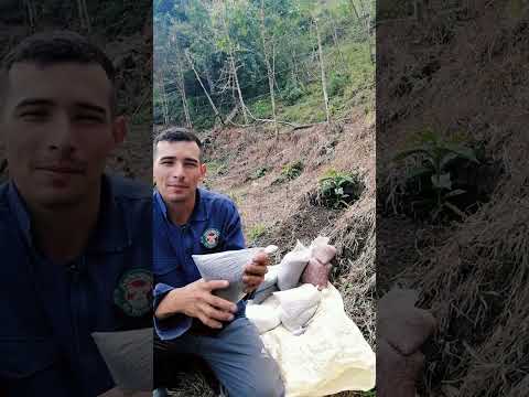 como abonar  café pequeño