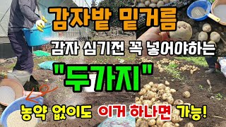 감자심는시기 감자밑거름비료 꼭 넣어야할 두가지 이거 하나면 농약 없이도 감자농사 쉽고 굵은감자 많이 달려요 …