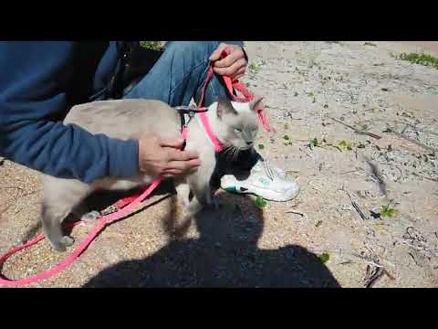 Leash Trained Siamese Cat Walks on Beach - 1048471