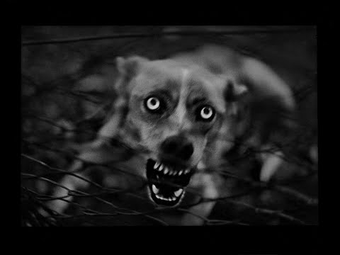 Giacomo Brunelli – The Animals (Fotojatka 2024 slideshow)