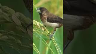 Download lagu burung lagi makan padi #shots #shortvideo #viralvideo #sawah mp3 Download lagu burung lagi makan padi #shots #shortvideo #viralvideo #sawah mp3