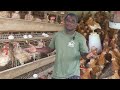 The Truth Unveiled: Battery Cages vs. Deep Litter Systems Comparison