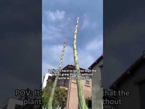 A Plant's Will to Survive #funny #us #Plants #Nature