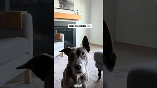 How to Give a Scared Dog a Treat. It’s not from your hand 😎 #dogbehavior #scareddog #fearfuldog