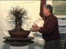 Bonsai-Seminar " Potentialerkennung..." mit Walter Pall