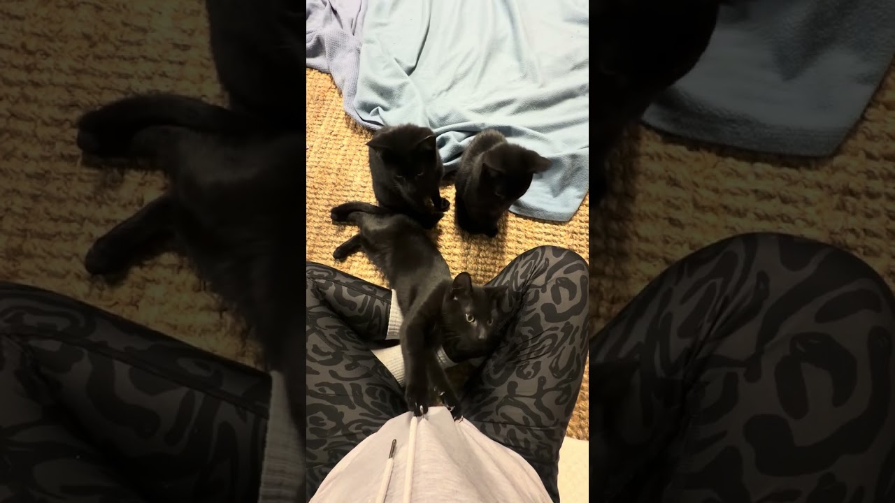 Enlarge Poe, a ADOPTABLE mixed breed in Hilton Head Island, SC video 3/3