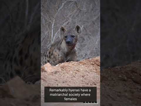 Fascinating World of Hyenas: Behavior, Adaptations, and Predatory Strategies