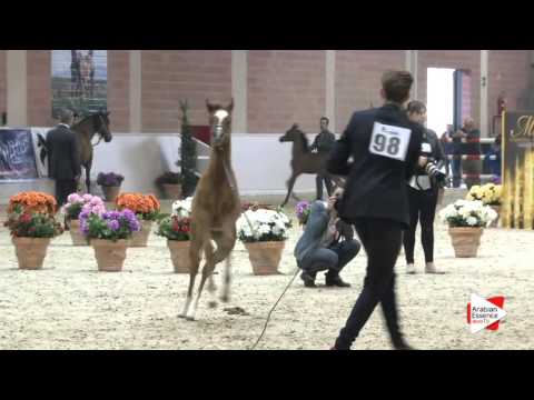 N.98 ARTEMISIA BY ASHIRAF - Milan 2016 - Futurity Fillies (Class 13)