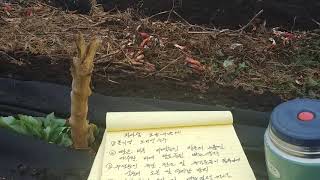 왕겨숯농법을 아시나요?엄청난 효능땜시 고추농사에 적용해보려구요!