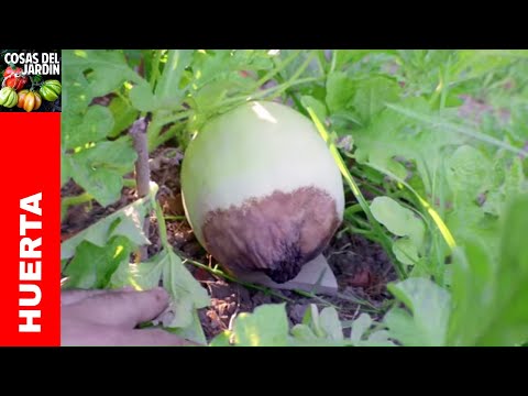 Qué hacer para evitar la podredumbre apical en las sandías: cuando se pudre la punta...